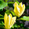 Magnolia